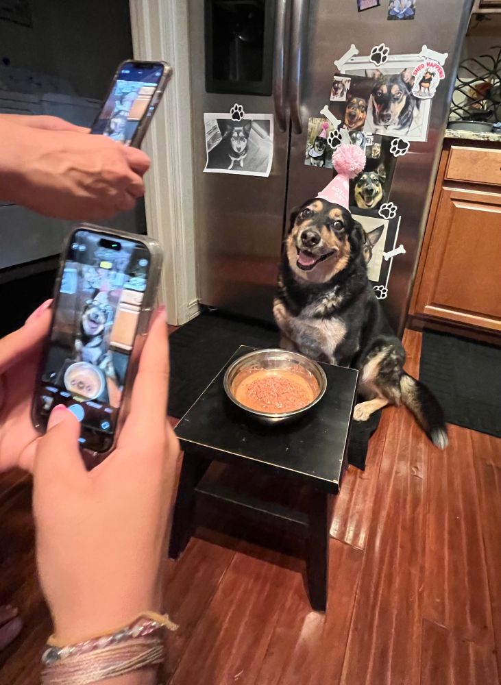 Roxie again for her 10th Gotcha Day! She is wearing a pink party hat and sitting in front of a bowl of food with her mouth hanging open and slight head tilt (I love her so much). The photo also shows my mom and sister taking pictures of her too! On the fridge behind her is a bunch more pictures of her taken through the years.