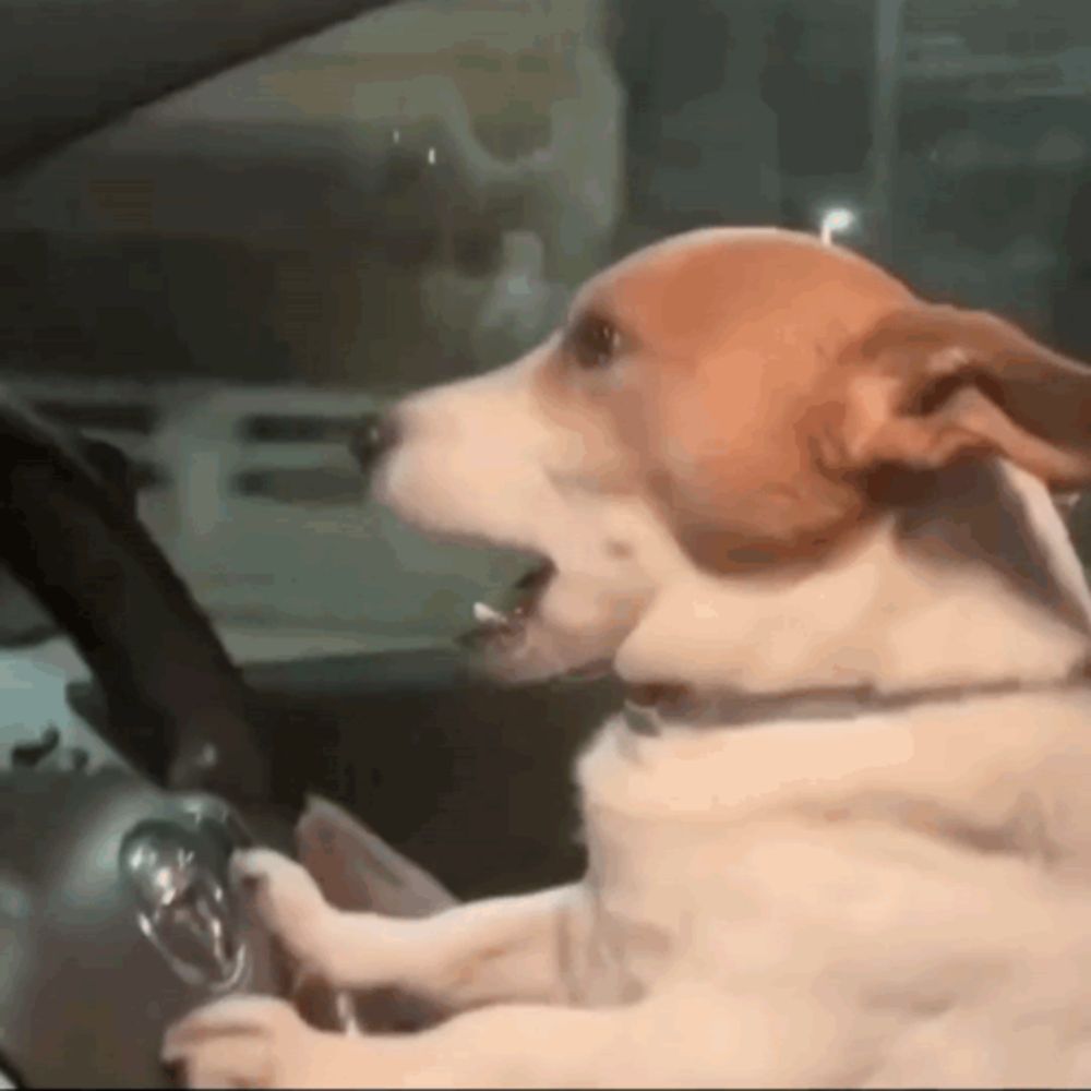 a dog is sitting in the driver 's seat of a car with its mouth open .