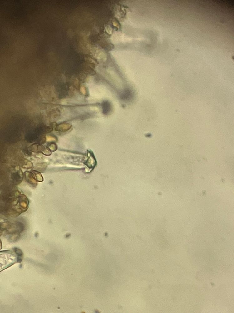 A microscopic view of a mushroom gill edges from an Inocybe species, a classic “little brown mushroom,” showing somewhat almond-shaped, ellipsoidal spores and a prominent structural element called a cheilocystidium sticking out with a cap of mineral crystals. 