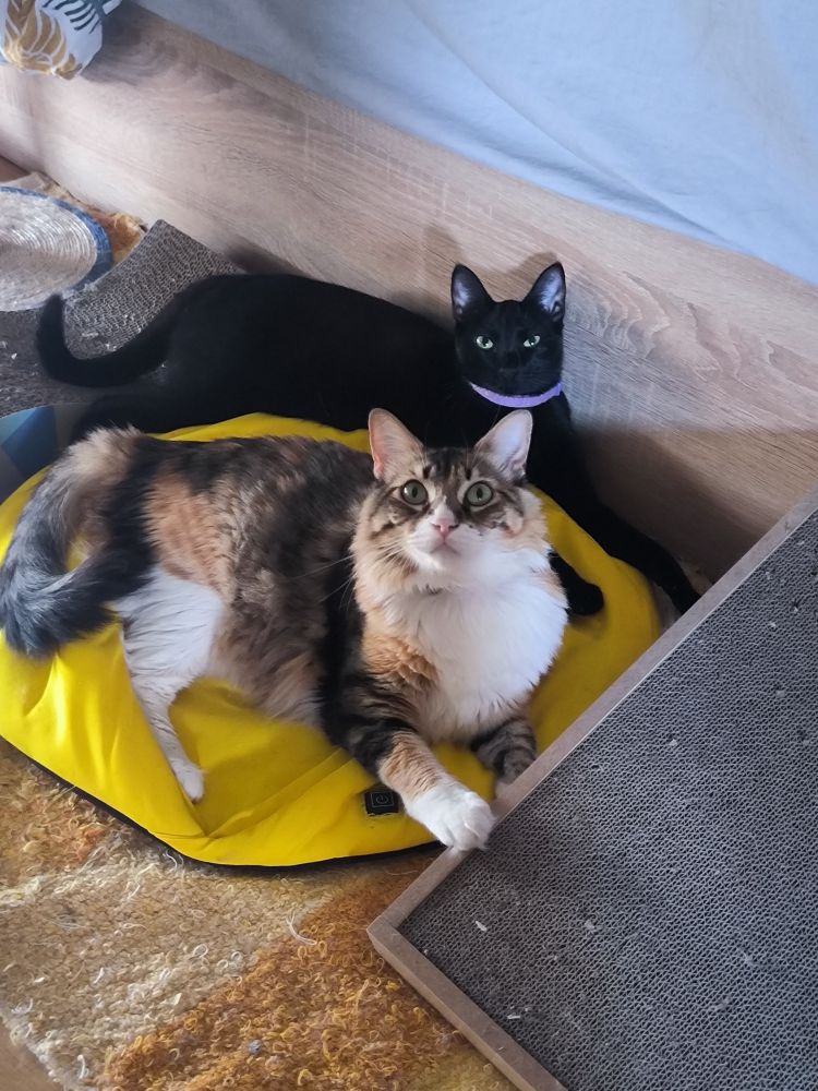 Una gata tricolor y justo detrás, una gata negra en la misma posición.