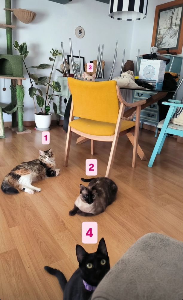 Mis cuatro gatos en diferentes posiciones.