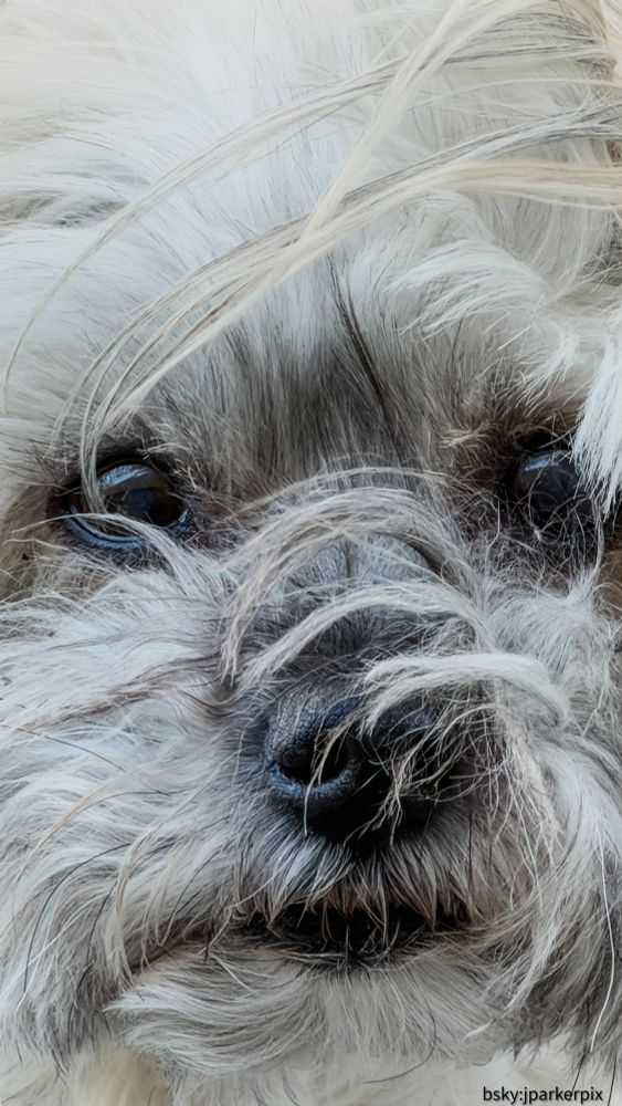Close up of my dog Tara’s face. 