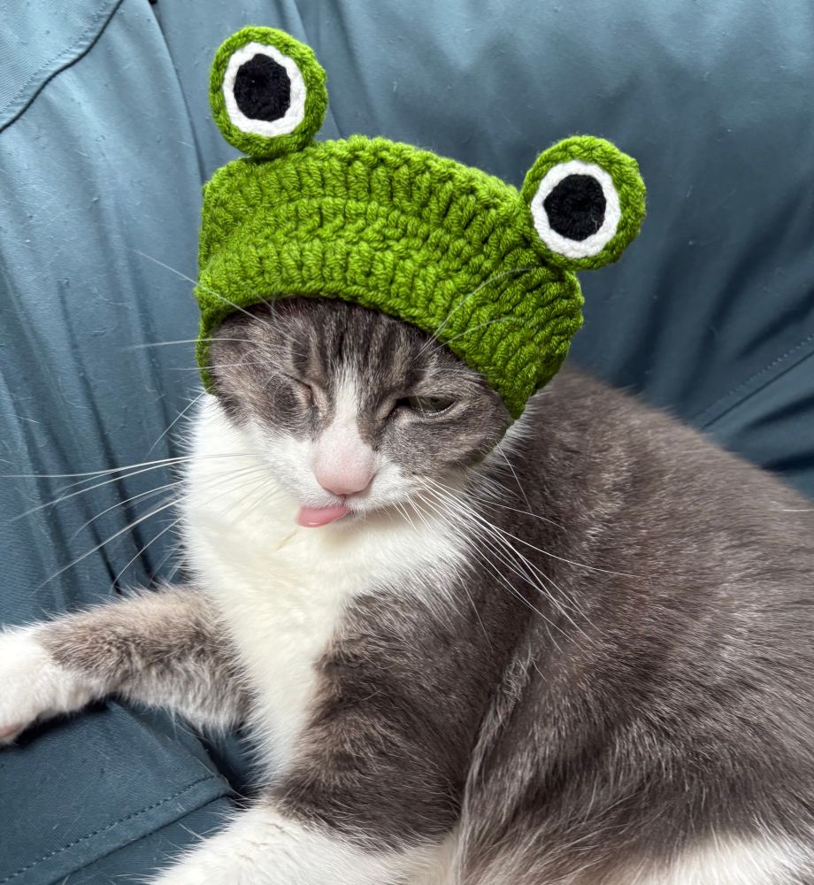Cat in frog hat sticking out her tongue.