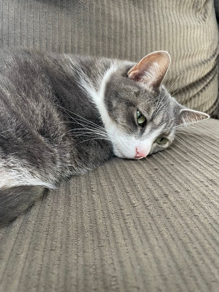 Photo of cat snuggled on the couch with a side eye glance to make sure I don’t bother her.
