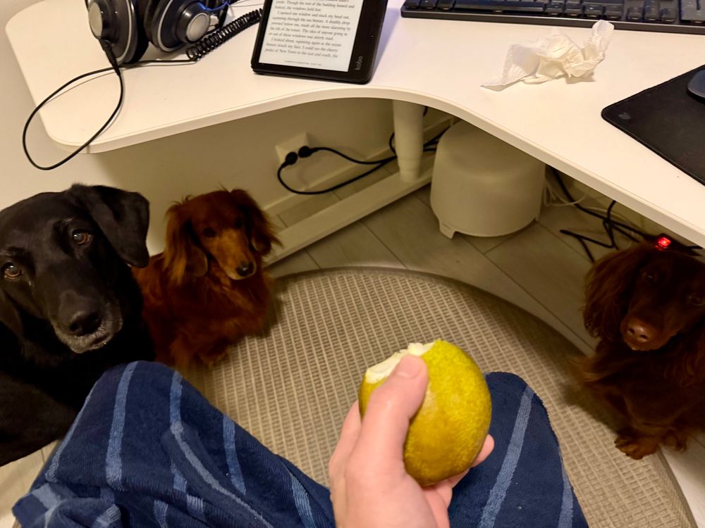 Metka labbis sekä Niilo ja Nelson mäyräkoirat odottavat päärynää 