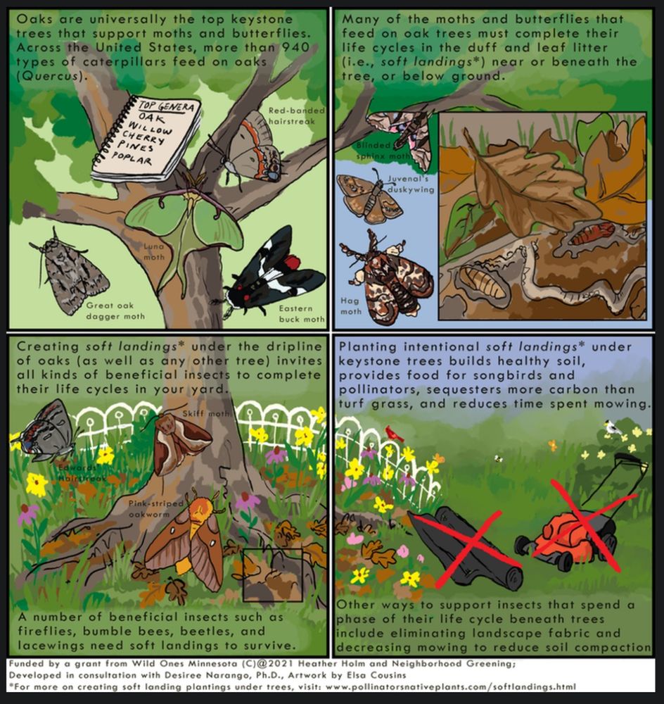 Graphic showing how leaves being left under trees is bedding for insects and moths, supporting biodiversity 