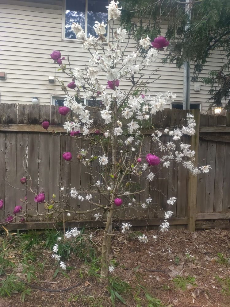 A magnolia tree with two types of blossoms, both white star magnolia and purple-pink saucer magnolia. In the background is a wooden fence, a neighbor's wall, and a few cedar branches overhead.