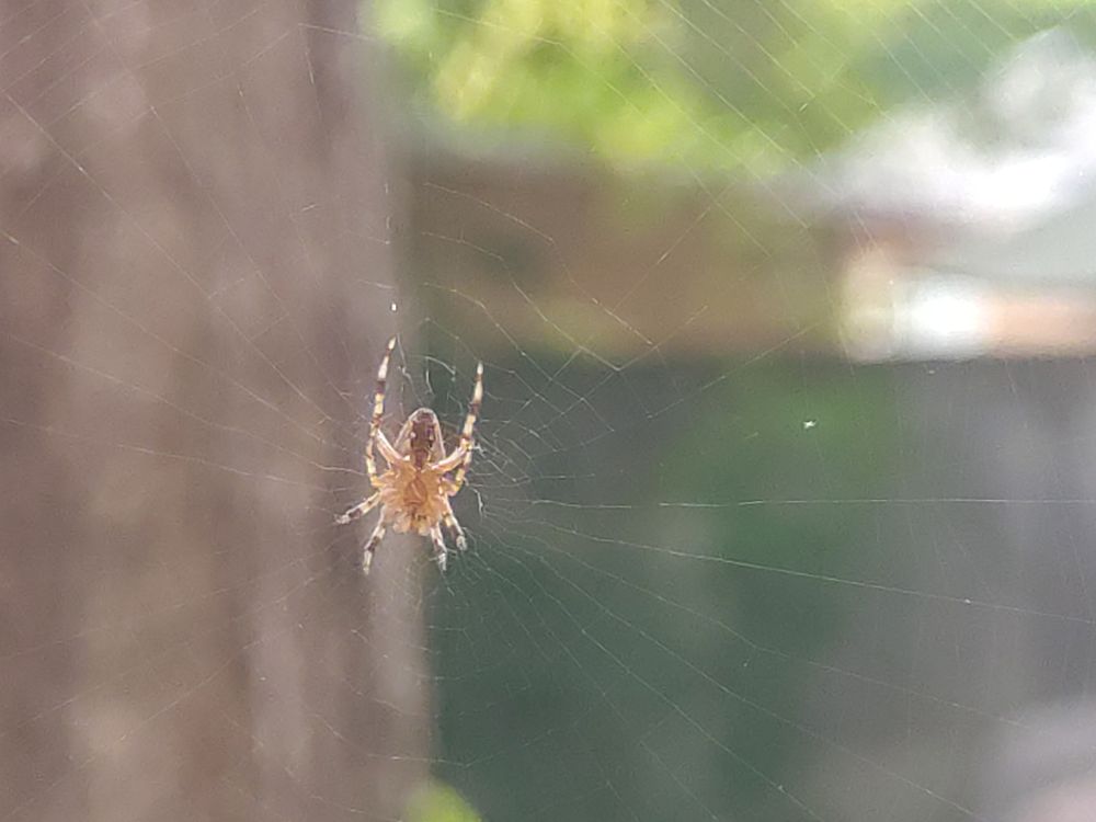 A spider with markings in shades of brown. Blurry web is barely visible. Behind it stand a large blurry tree and blurry backyard fence.