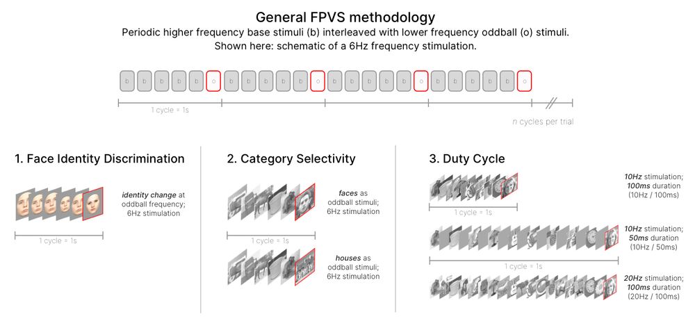 FPVS: general methodology & experiments. Top: Schematic of a 6Hz visual stimulation frequency involving presentation of five base stimuli (b) and one oddball stimulus (o) per cycle. Bottom: Schematic of the three experiments: 1 Face Identity Discrimination; 2. Category Selectivity; 3. Duty Cycle