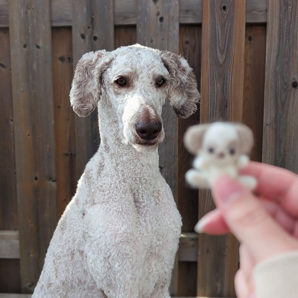 The same image, but the focus is on my puppy instead of the felted toy.