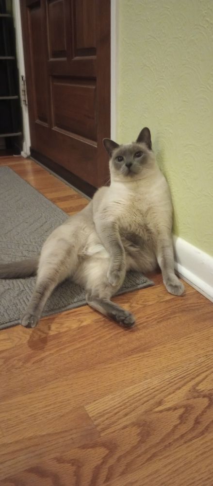 Siamese cat, sitting on the floor and leaning against the wall like a 1920's ho.