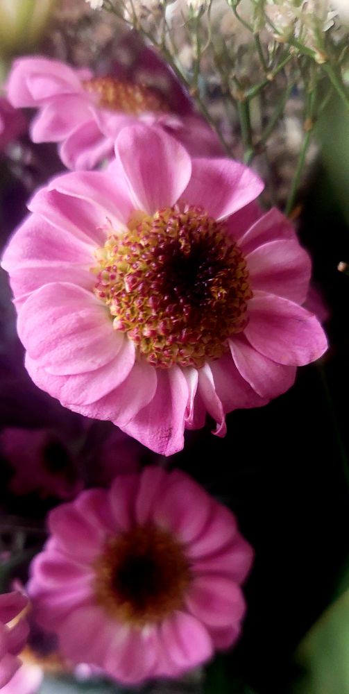 Fleurs nommées zinnias roses