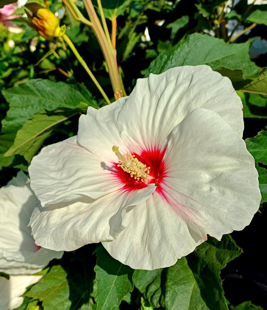 Hibiscus blanc