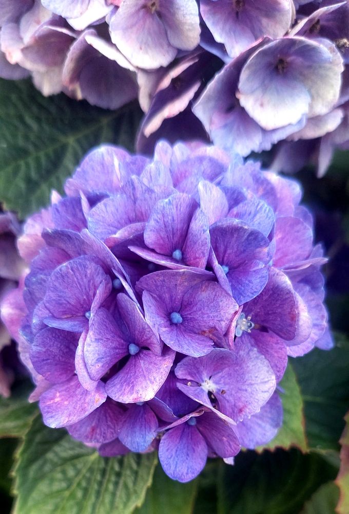 Hortensias violets 
