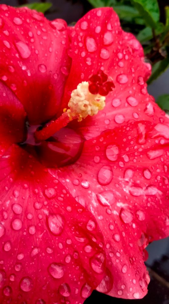 Fleur d'hibiscus rouge humide 