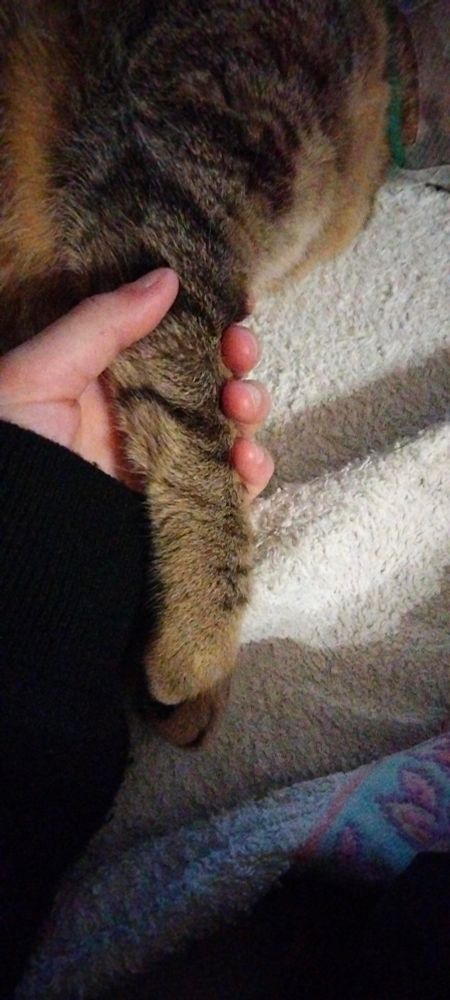 Cookie qui câline ma fille