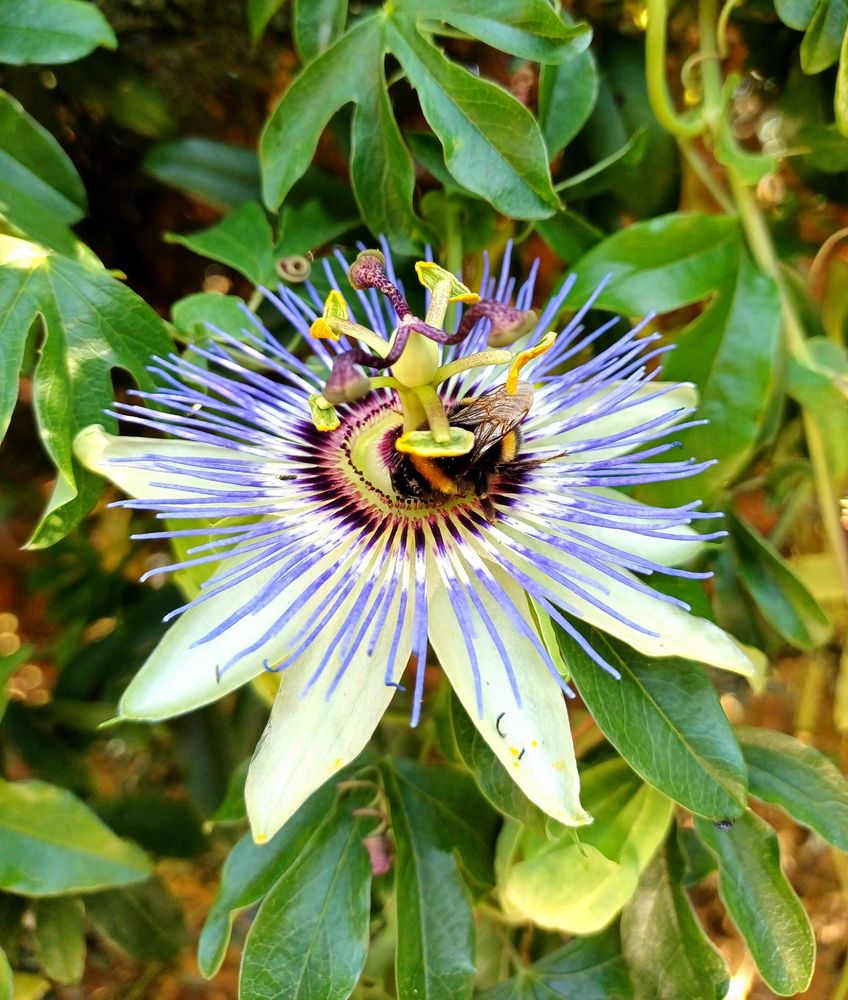 Fleur de passiflore 