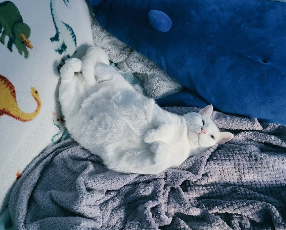 a photo of Taco the cat lounging on her back with paws curled up in a bunch of blankets