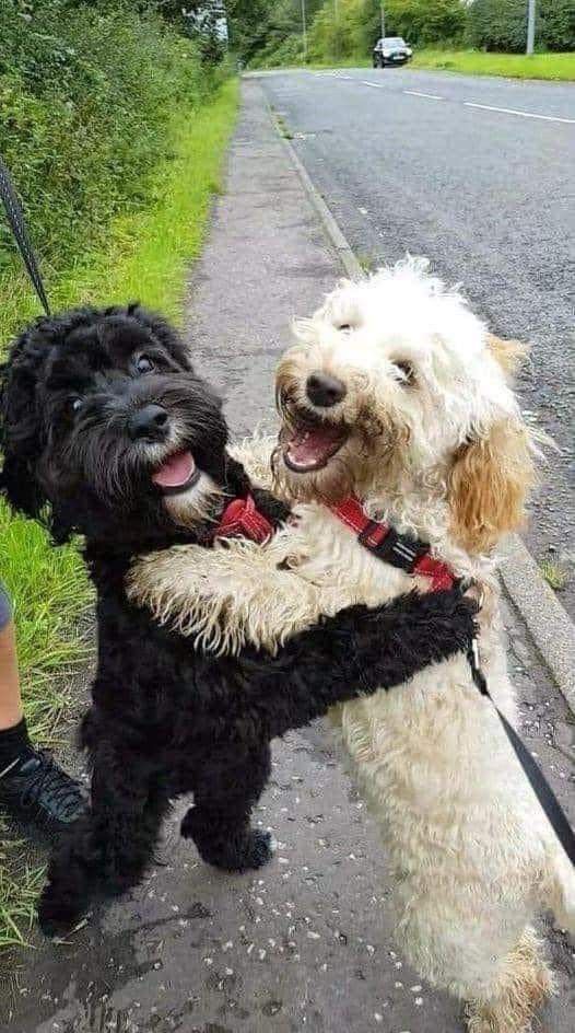 A black and a white dog on their hind legs raised up and hugging. They are both laughing as if they delighted to see each other.