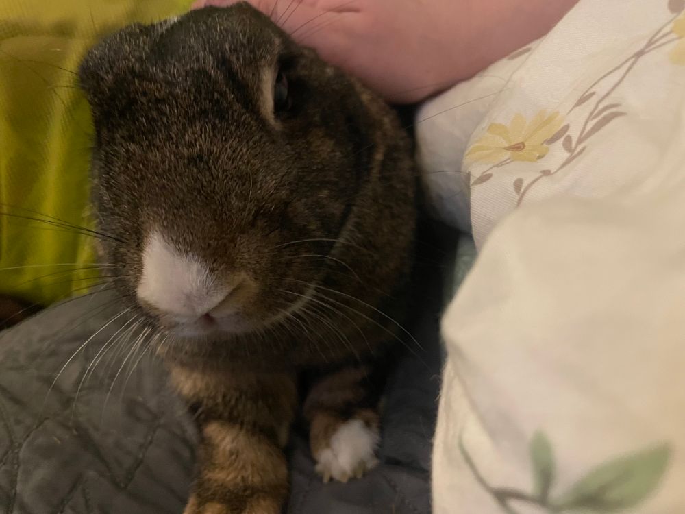 brown bunny with white nose and paws