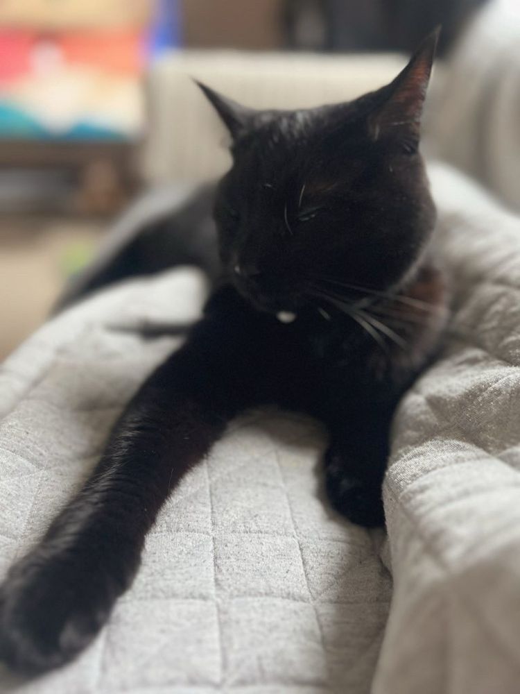 A black cat asleep against legs under a grey blanket. Blurred in the background is a TV.