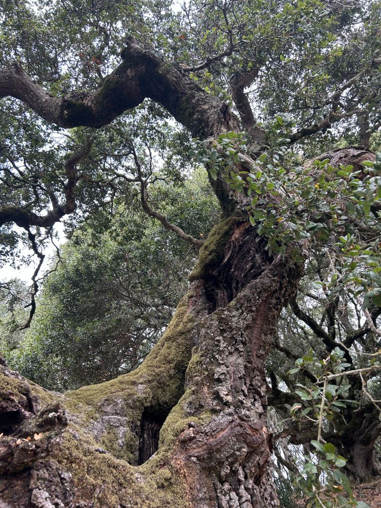 Forest photo. A large, thick, twisted, very old Blue Oak tree stretches across the frame from LL to UR. The tree’s bark is a bluish grey with green moss growing over it. The trunk has two gaping holes from old wounds that give the tree a monstrous look. There are twisting black limbs and grey green foliage in the background.
