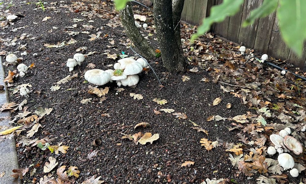 Garden scene: Rich brown soil littered with dry brown leave and a good crop of white mushrooms.
