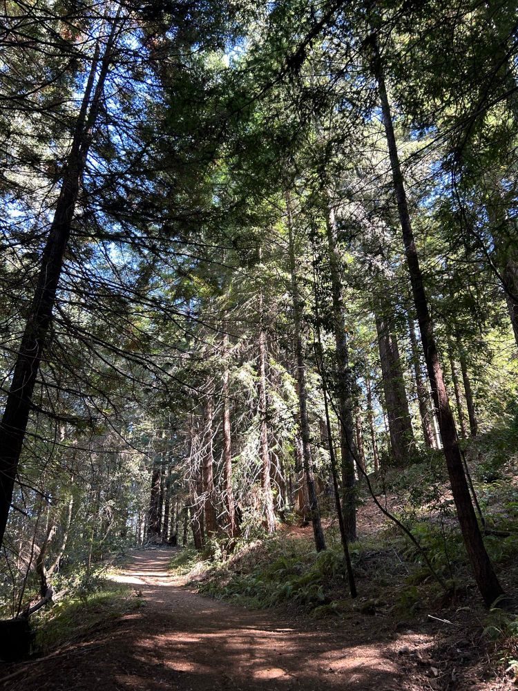 Photo of a trail leading through the forest. A mix of dappled light and shade, straight black and brown tree trunks, green foliage background, patches of blue sky at the top, reddish brown trail crossing the lower third of the frame