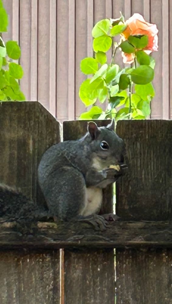 The squirrel is now sitting on a fence with the acorn in its front paws, chowing down. In this photo the squirrel is a little shaded by the fence