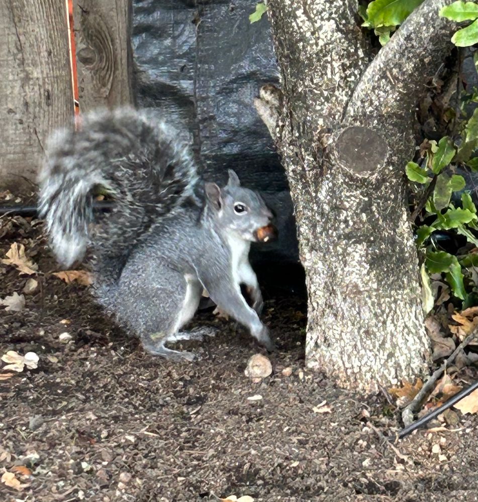 “… found one!” The squirrel, sitting on its haunches, now has a fat, chestnut-brown acorn in its mouth, and is holding it stogie-style