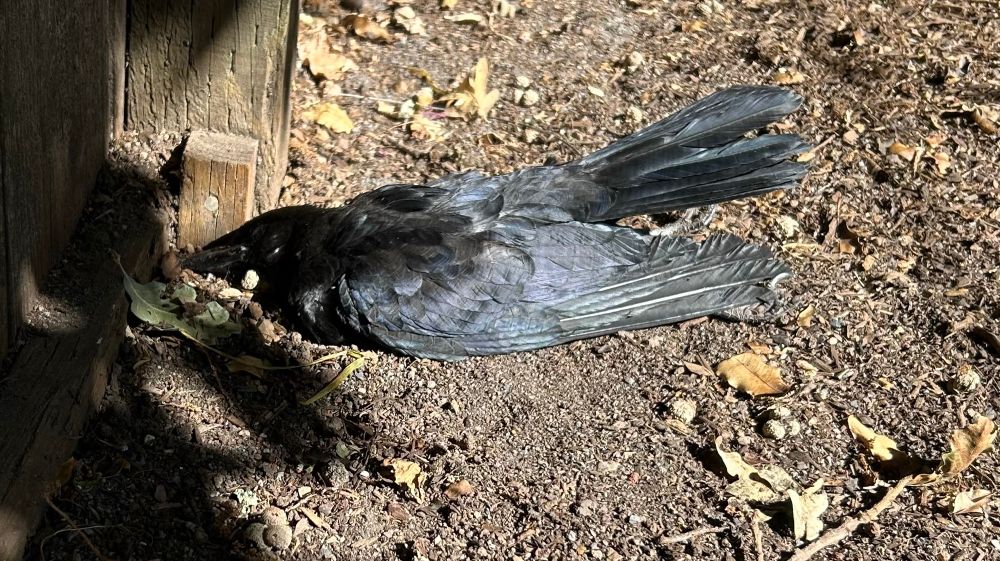 A dead crow lying in the dirt. Black shadows on the left…