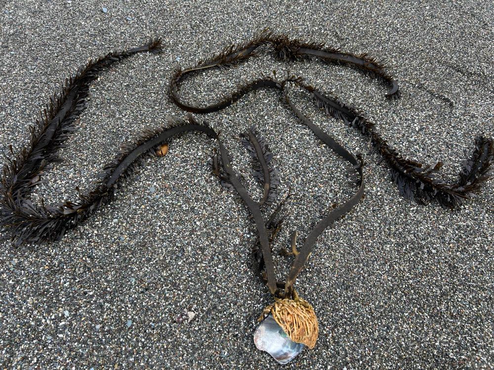 A dark red/brown boa-type seaweed with its hold-fast still attached to the top of a mussel shell