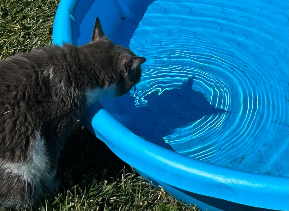 Photo of a grey and white cat drinking from a shallow kiddy pool, or maybe kitty pool. The pool is bright blue and covers most of the shot. The kitty’s head casts a shadow into the pool, her head surrounded by the concentric circles radiating outward as she drinks from the pool