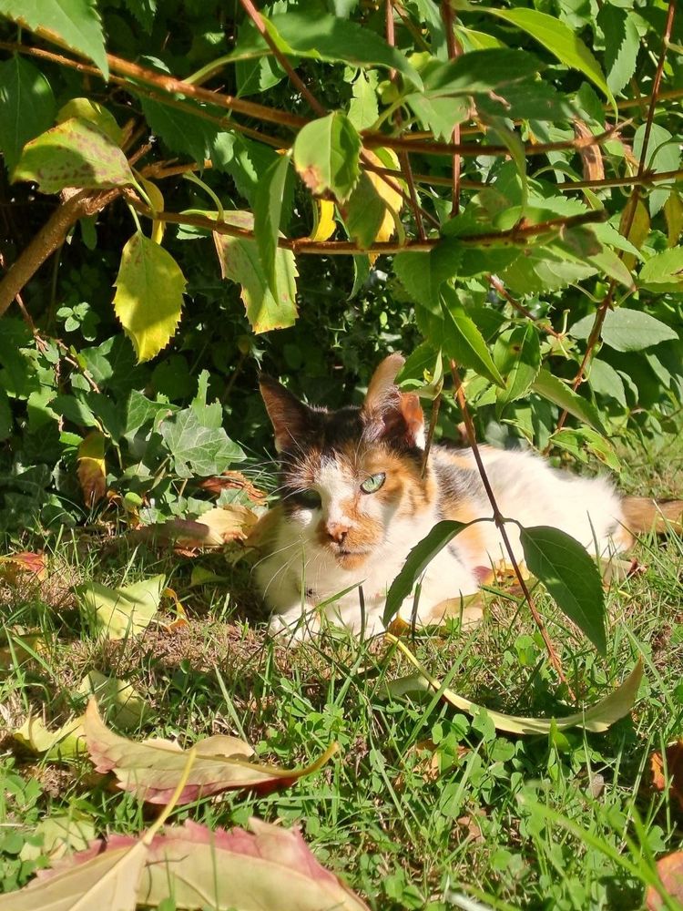 Die dreifarbige Katze mit grünen Augen liegt unter einem Gebüsch mit bunten Blättern.
Sie liegt auf Moos und um sie herum liegen bunte Blätter.
Sie guckt links an der Kamera vorbei.
Alles auf dem Bild ist von Sonne beschienen.