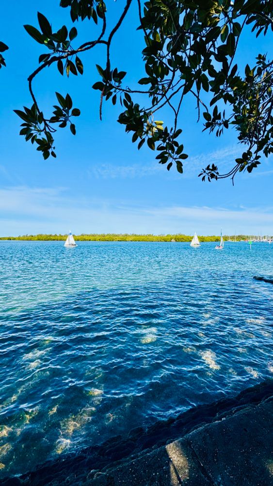 Sail boats at play on the water at Sandgate, a scene captured with low hanging boughs of the shoreline trees. It is a sunny blue sky day. Photo by Gabrielle Ahern. 