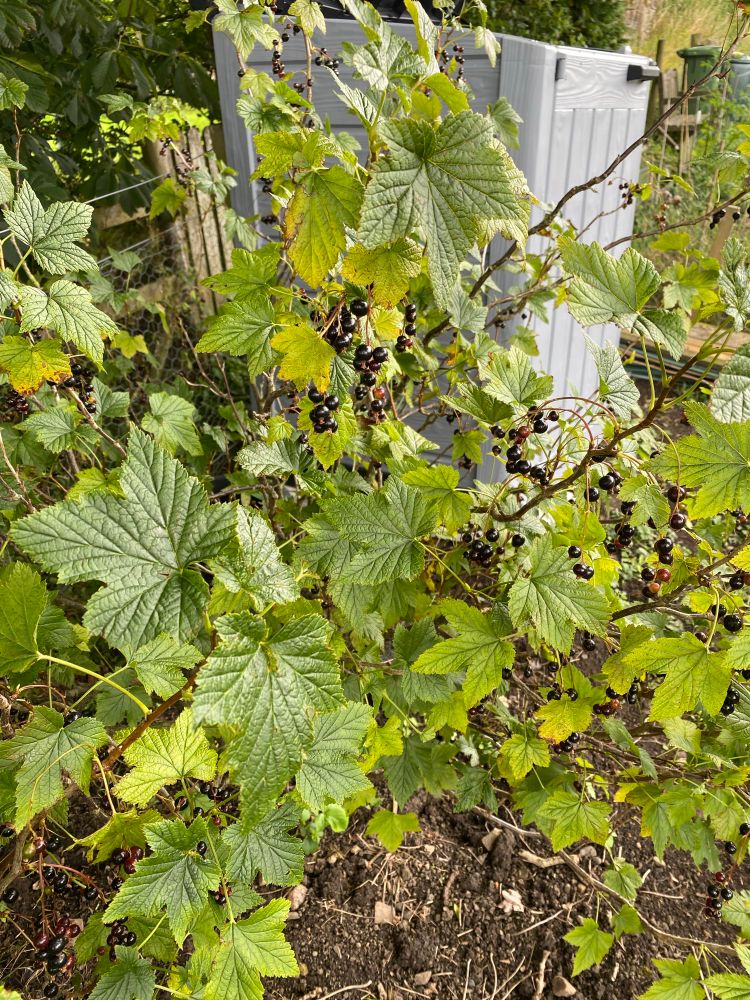 Blackcurrants looking ripe for picking 