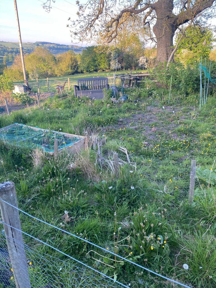 An overgrown allotment at the start of my project 