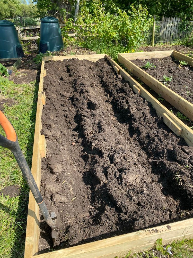 Freshly dug bed on the allotment