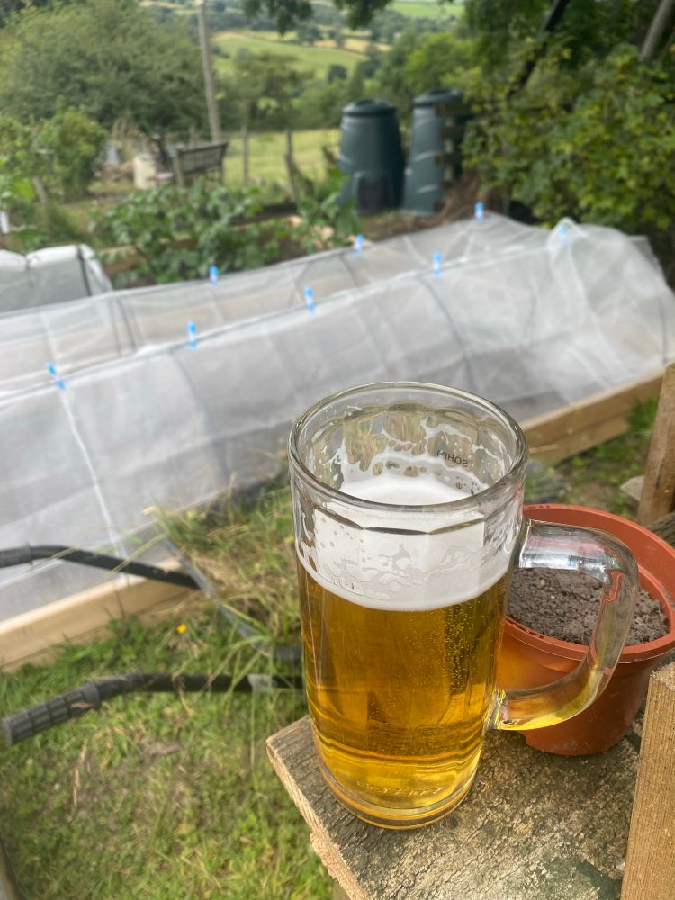 Picture of a half empty beer glass on my allotment