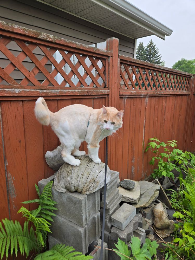 Apricot and white domestic long hair cat standing on large burl on stacked cement blocks. There's a weathering terracotta coloured fence behind the cat and ferns and other greenery on the ground. Cat is on a leash held by photographer. 