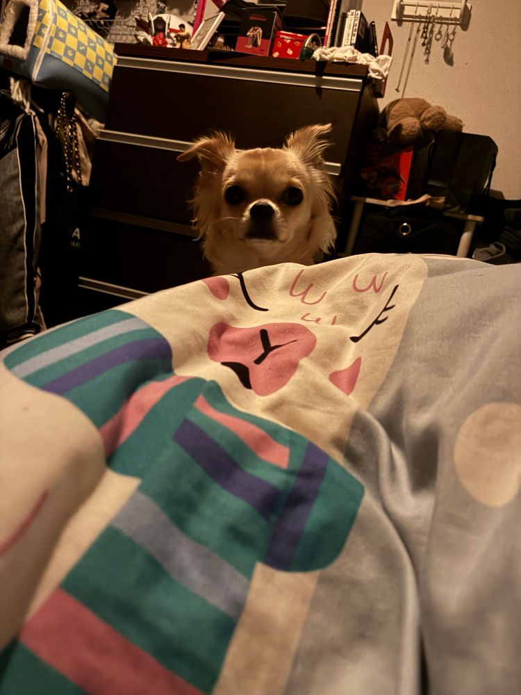 不安そうなチワワ