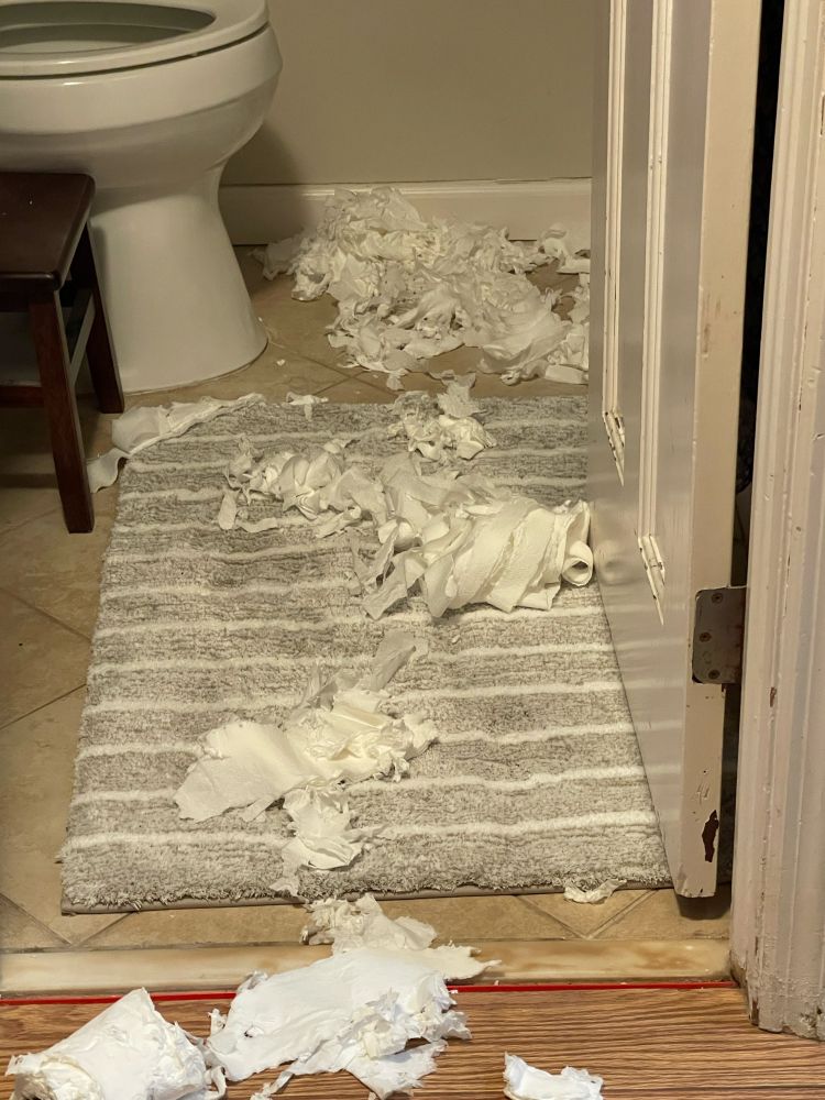 This was a collection of spare toilet paper rolls kept on a low shelf next to the toilet 