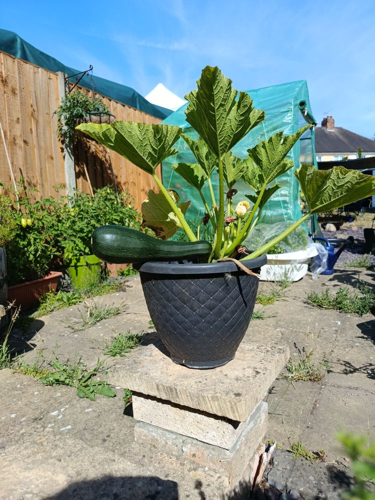 A single courgette on our plant. Jutting out at 90 degrees from the plant, resting on the edge of the pot and looking like Shrek's willy. 