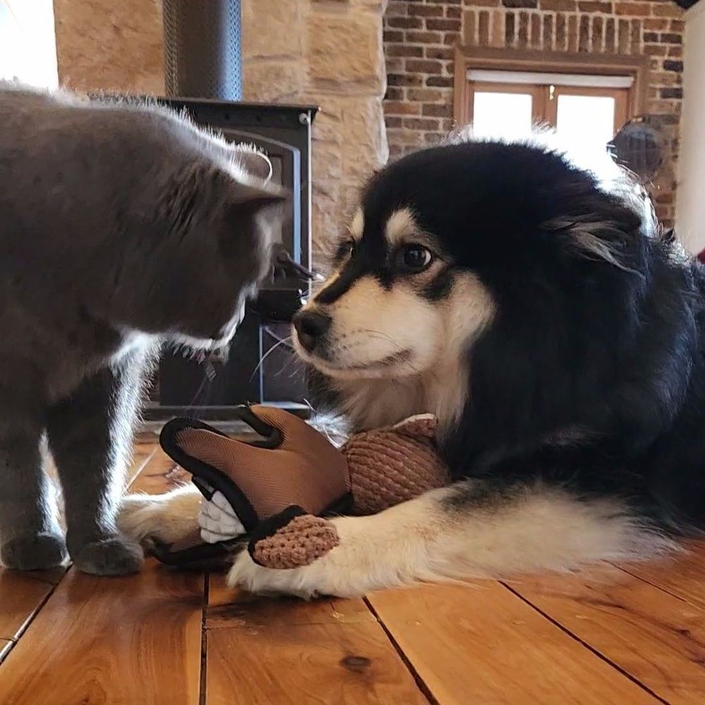 A black and white arctic breed dog lies with her paws outstretched around a toy, staring lovingly at a grey cat. The dog's eyes are large and cartoon-like and her ears are back in submission as the cat gently sniffs her nose.