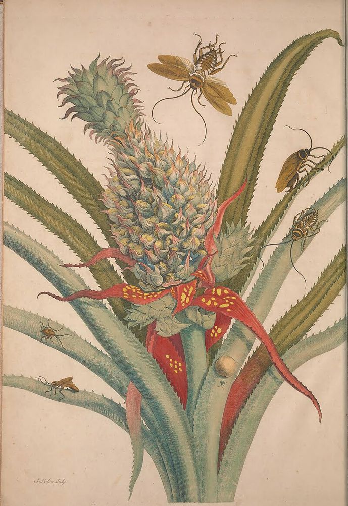 Plate 1 of Metamorphosis, showing a pineapple and cockroaches. The engraving shows a pineapple plant in full growth, accompanied by several cockroaches. At the center rises the tall pineapple plant, with its spiky, sword-shaped leaves spreading outward in sharp diagonals. Around the base and leaves crawl large cockroaches, their bodies shown in different positions—scuttling, resting, or climbing. https://en.wikipedia.org/wiki/Maria_Sibylla_Merian#/media/File:Metamorphosis_insectorum_surinamensium_(Pl._1)_BHL41398750.jpg