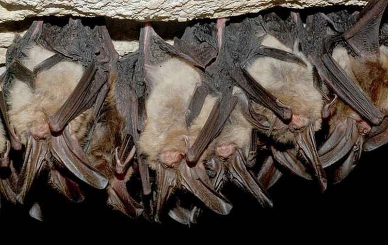"Hibernating Virginia big eared bats in cave" - picyrl.com
