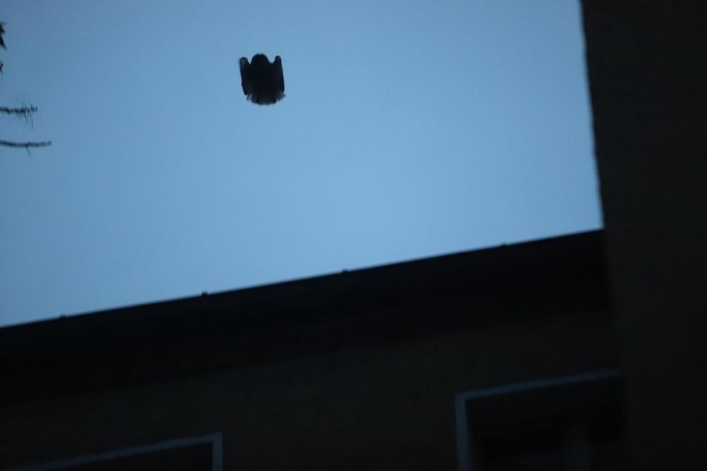 A tiny baby owl flying away from the roof 