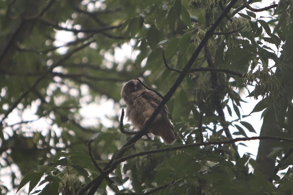 tiny brown baby owl in a tree looking down and slightly to the right of the camera