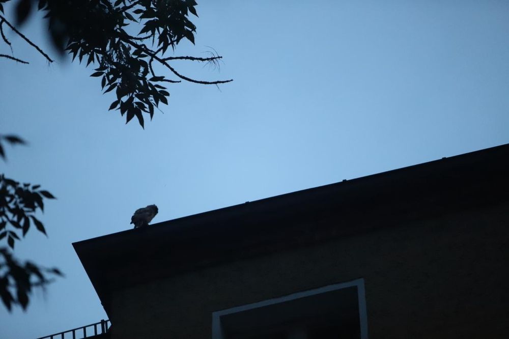 A small baby owl on a roof in the evening