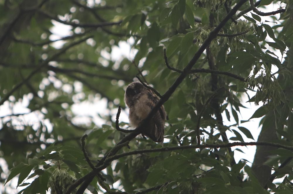 tiny brown baby owl in a tree looking down and right at the camera